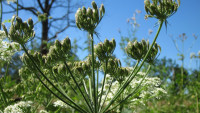 bolševník apiaceae-hercaleum-844413 1280